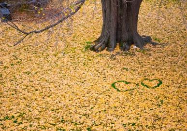 Fallen leaves and two hearts